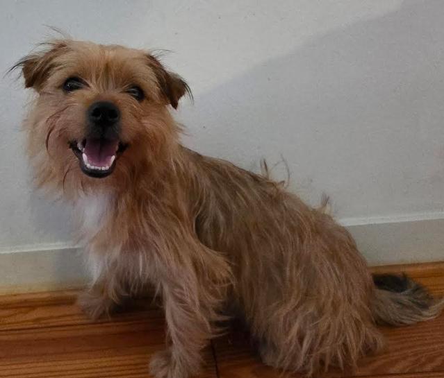 Enlarge Noah, a Adoptable mixed breed in Seattle, WA image 2/6