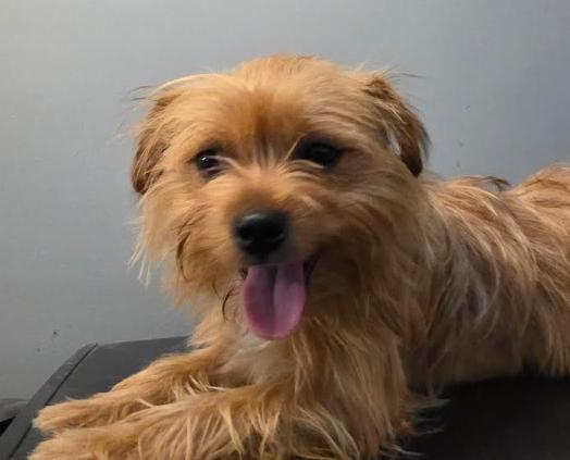 Enlarge Noah, a Adoptable mixed breed in Seattle, WA image 1/6