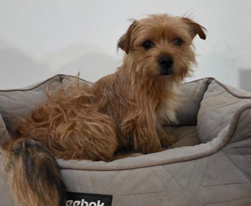 Enlarge Noah, a Adoptable mixed breed in Seattle, WA image 4/6