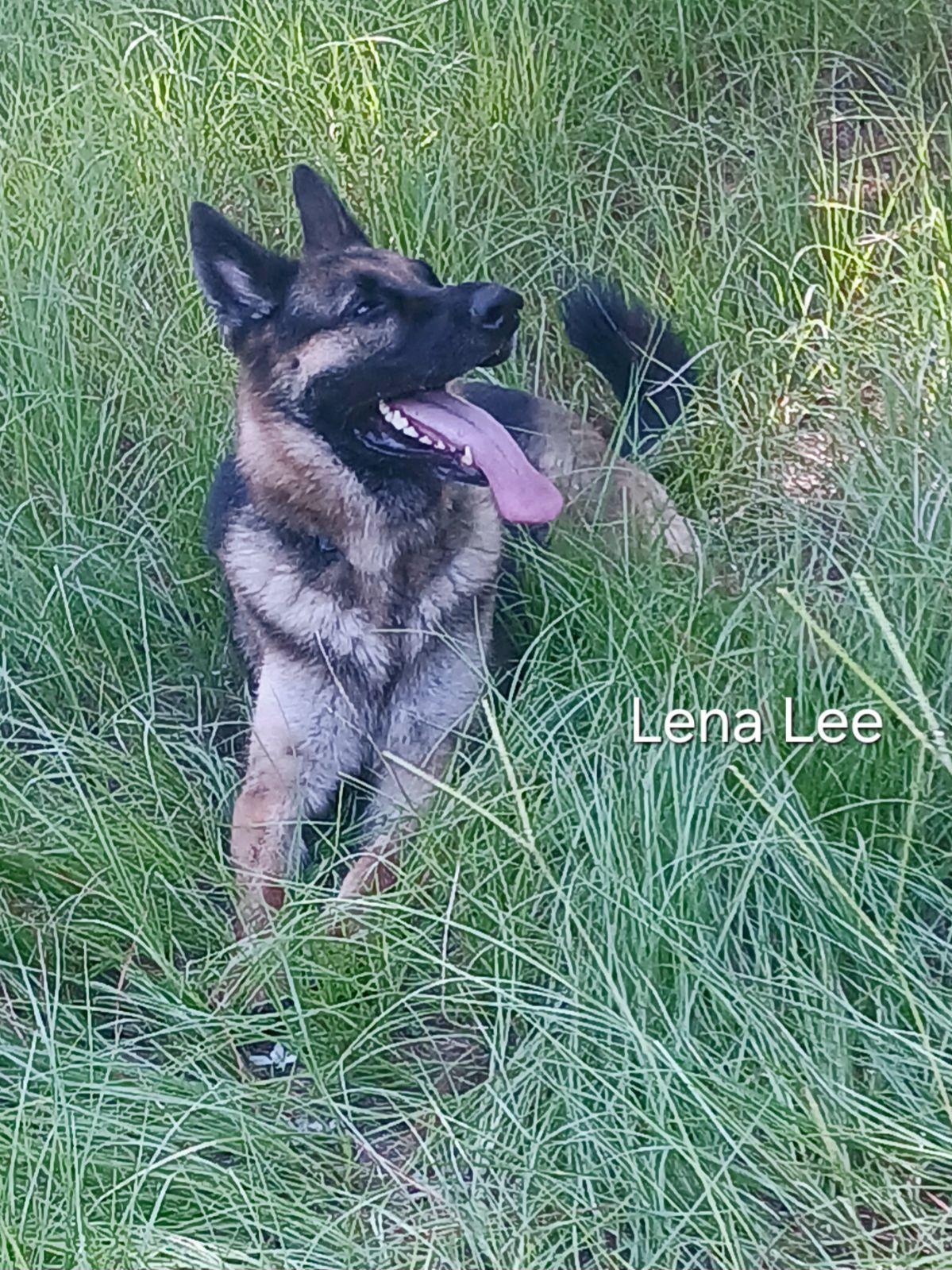 Enlarge Linalee, a Adoptable German Shepherd Dog in Rome, GA image 1/2