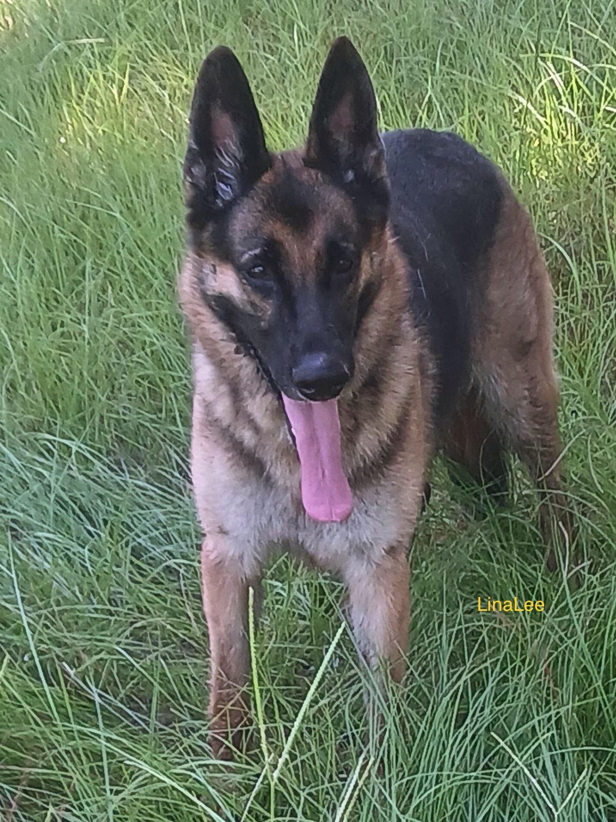Enlarge Linalee, a Adoptable German Shepherd Dog in Rome, GA image 2/2