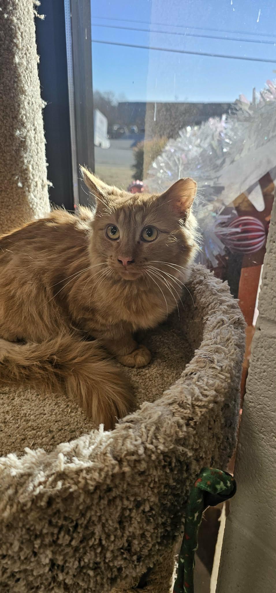 FL Gators, ADOPTABLE, Young Male Domestic Long Hair.