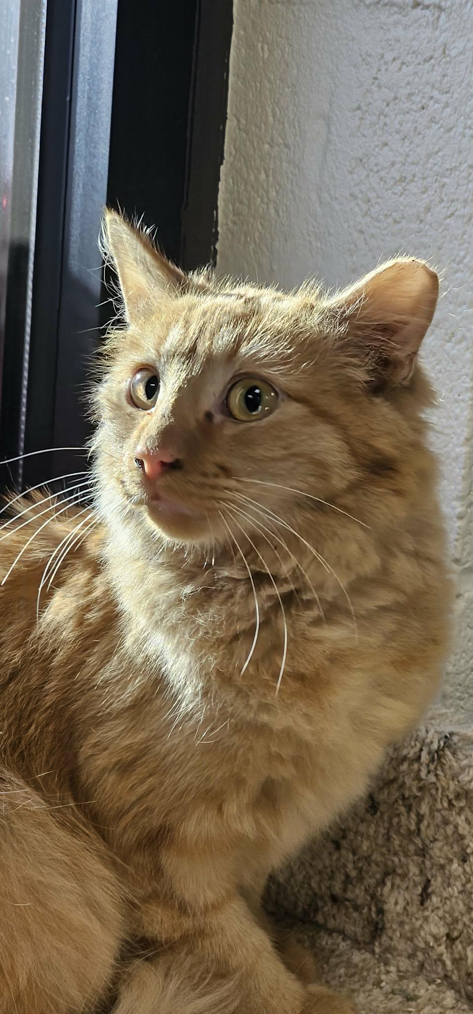 Enlarge FL Gators, a ADOPTABLE mixed breed in Mount Juliet, TN image 2/3