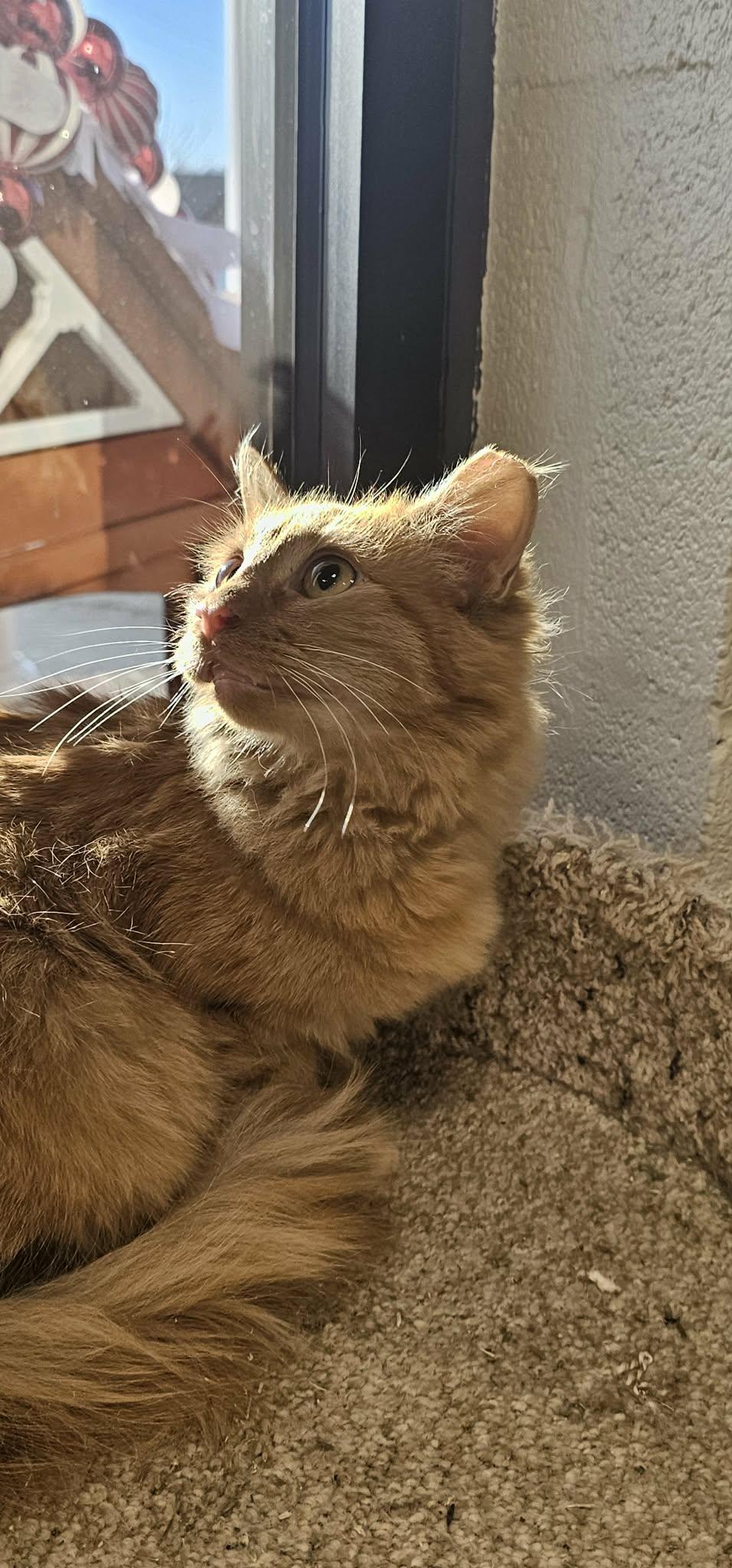 Enlarge FL Gators, a ADOPTABLE mixed breed in Mount Juliet, TN image 3/3