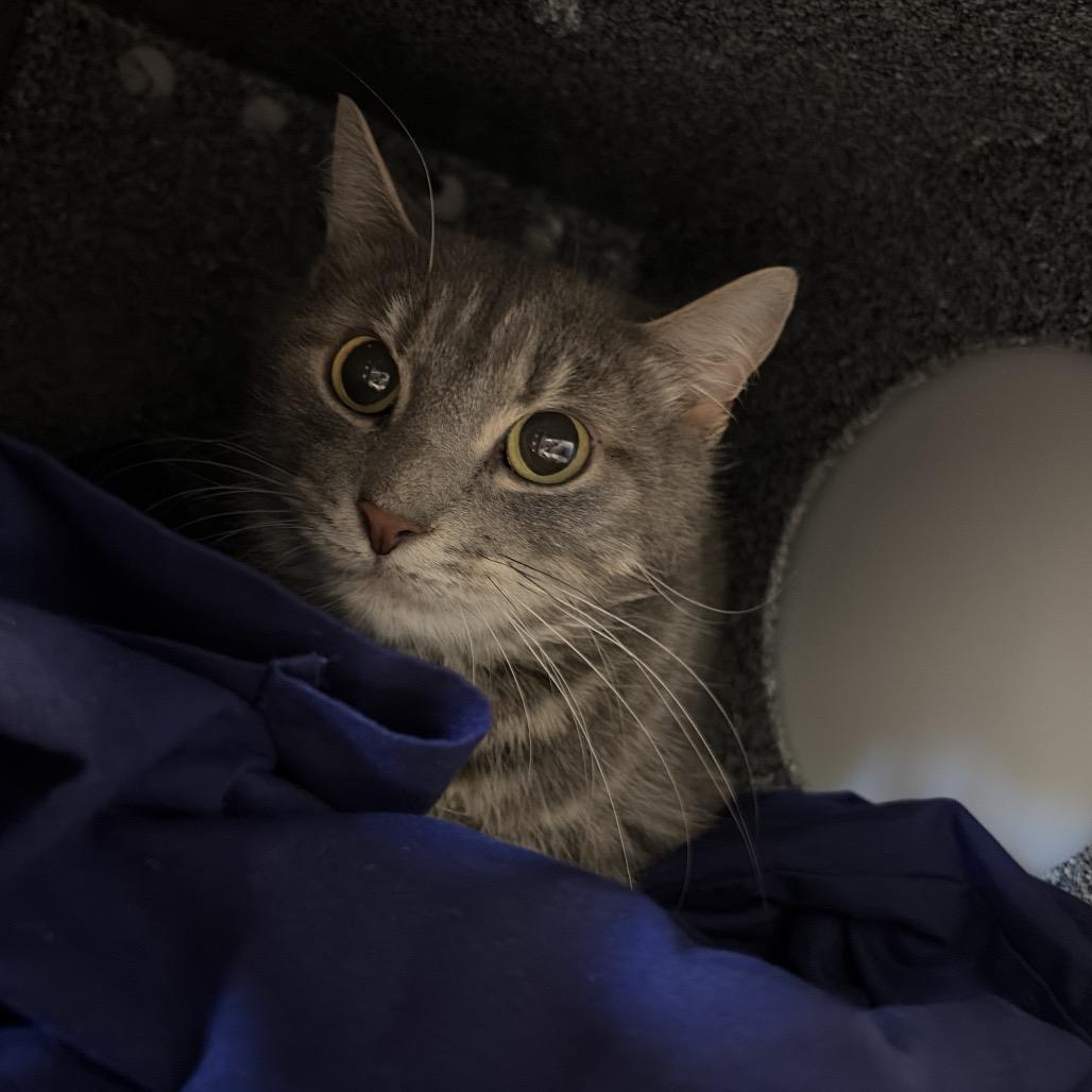 Snuggles-IN FOSTER, Adoptable, Adult Female Domestic Short Hair.