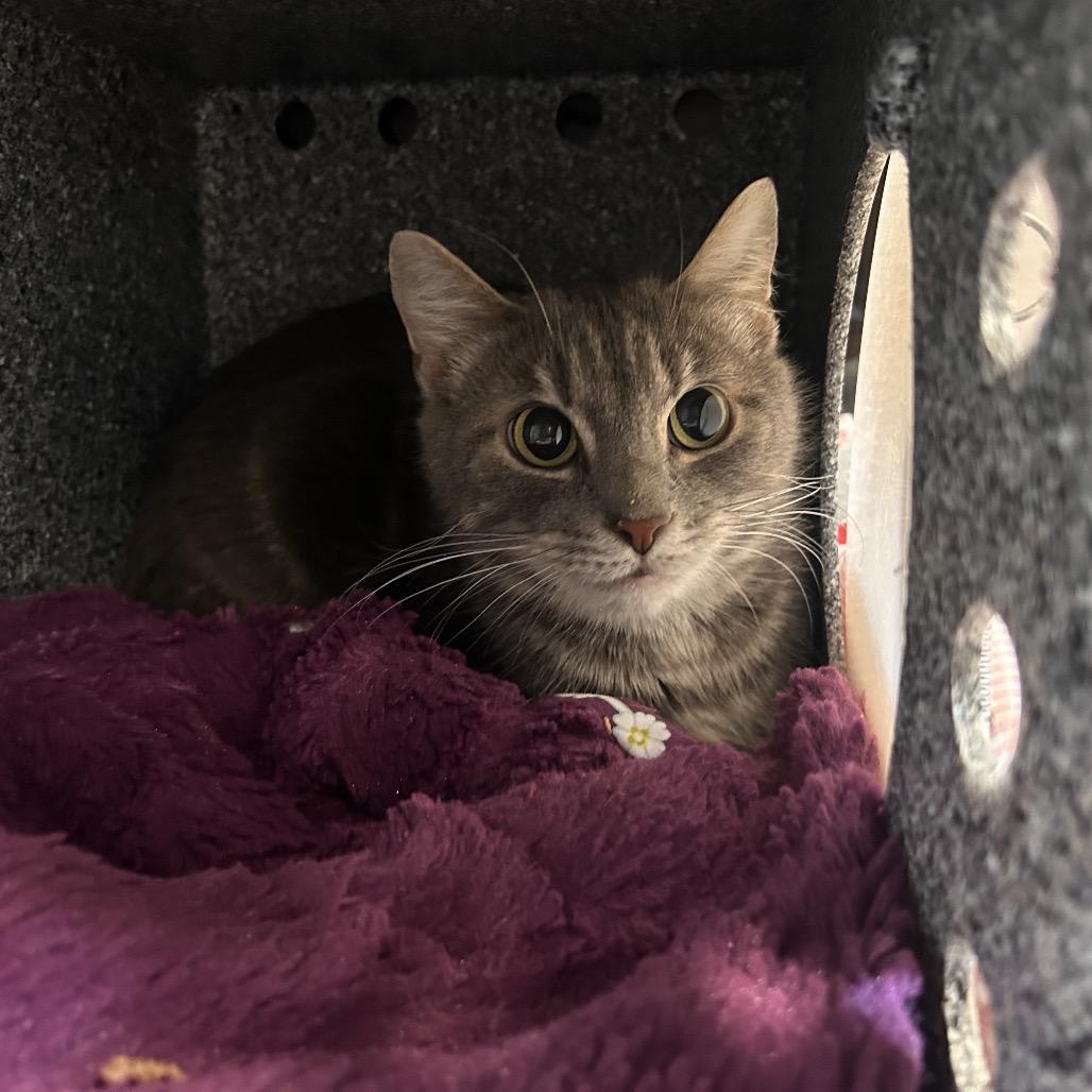 Enlarge Snuggles-IN FOSTER, a Adoptable Domestic Short Hair in Birdsboro, PA image 2/6