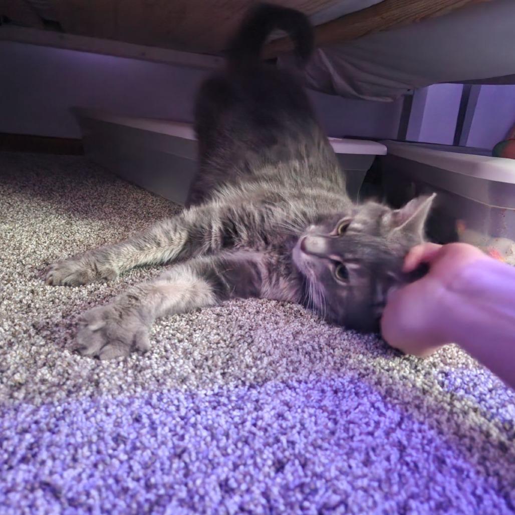 Enlarge Snuggles-IN FOSTER, a Adoptable Domestic Short Hair in Birdsboro, PA image 3/6