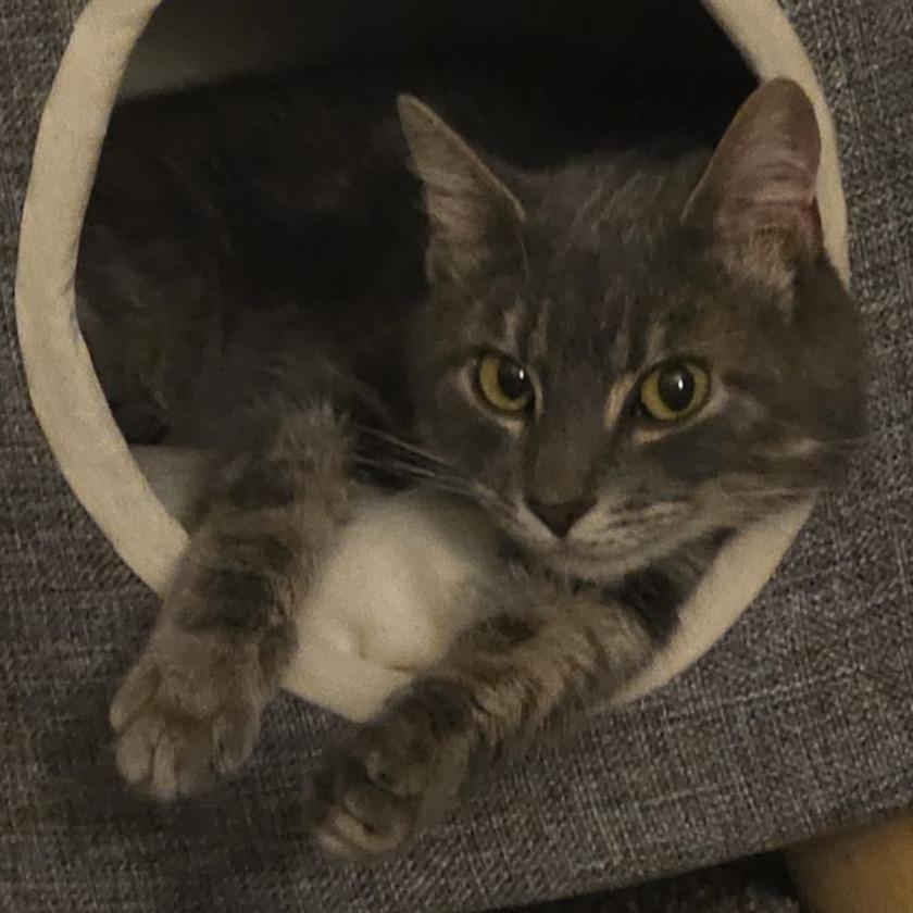 Enlarge Snuggles - IN FOSTER, a Adoptable Domestic Short Hair in Birdsboro, PA image 2/6
