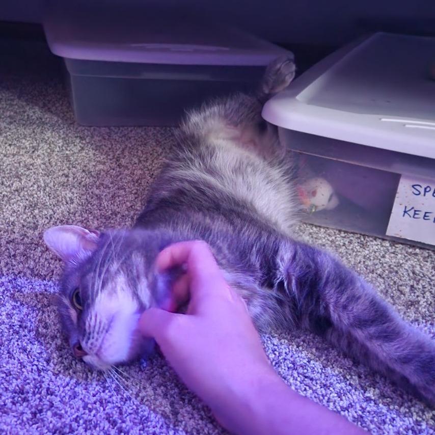Enlarge Snuggles - IN FOSTER, a Adoptable Domestic Short Hair in Birdsboro, PA image 3/6