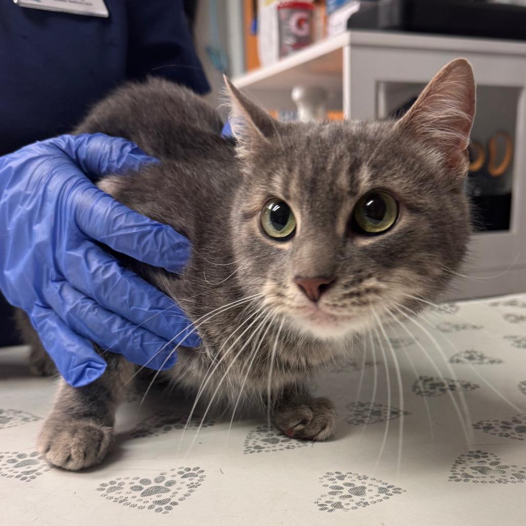 Enlarge Snuggles-IN FOSTER, a Adoptable Domestic Short Hair in Birdsboro, PA image 4/6