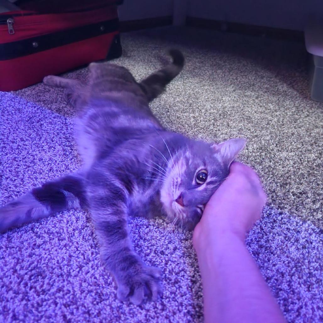 Enlarge Snuggles-IN FOSTER, a Adoptable Domestic Short Hair in Birdsboro, PA image 5/6