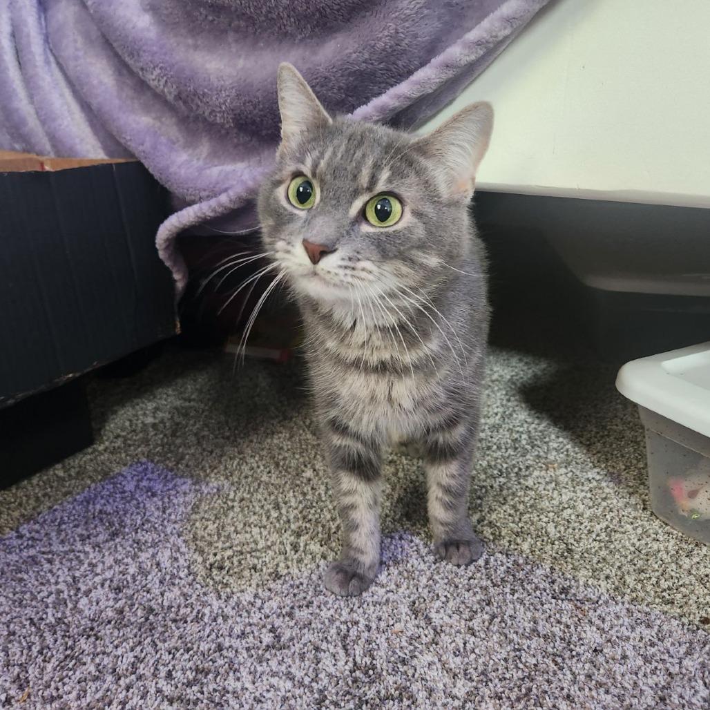 Enlarge Snuggles - IN FOSTER, a Adoptable Domestic Short Hair in Birdsboro, PA image 6/6