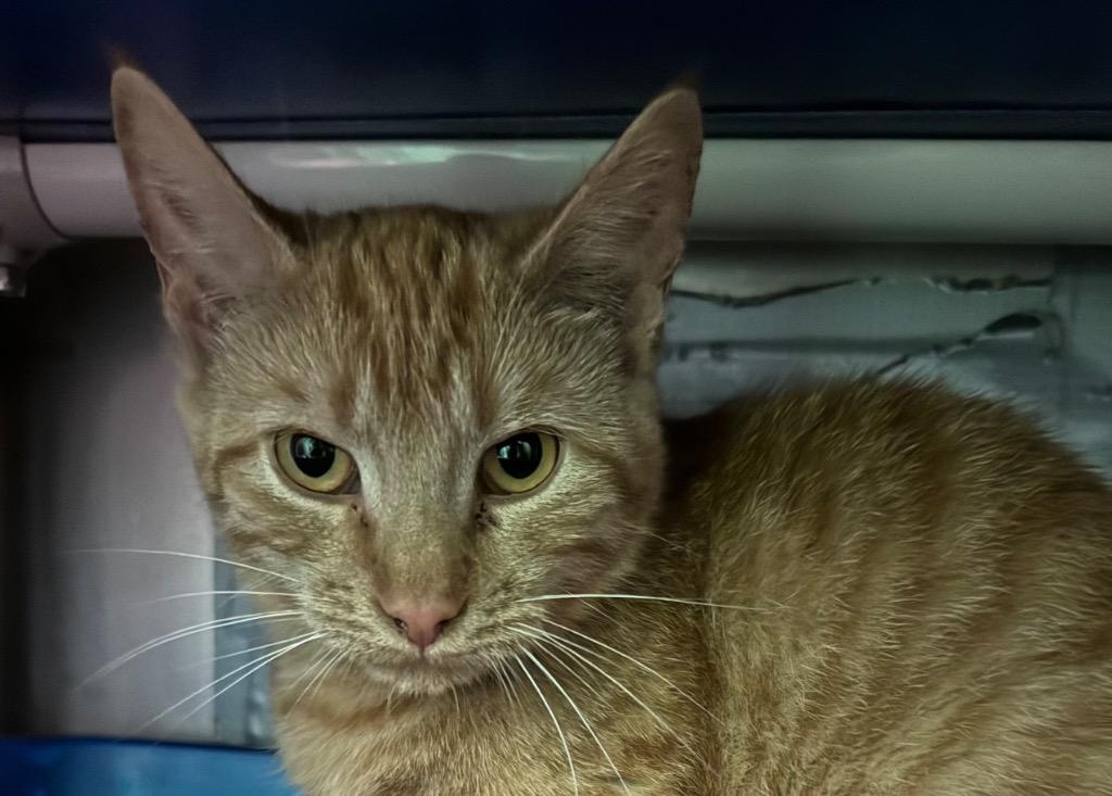 Miso, Adoptable, Young Female Domestic Short Hair.