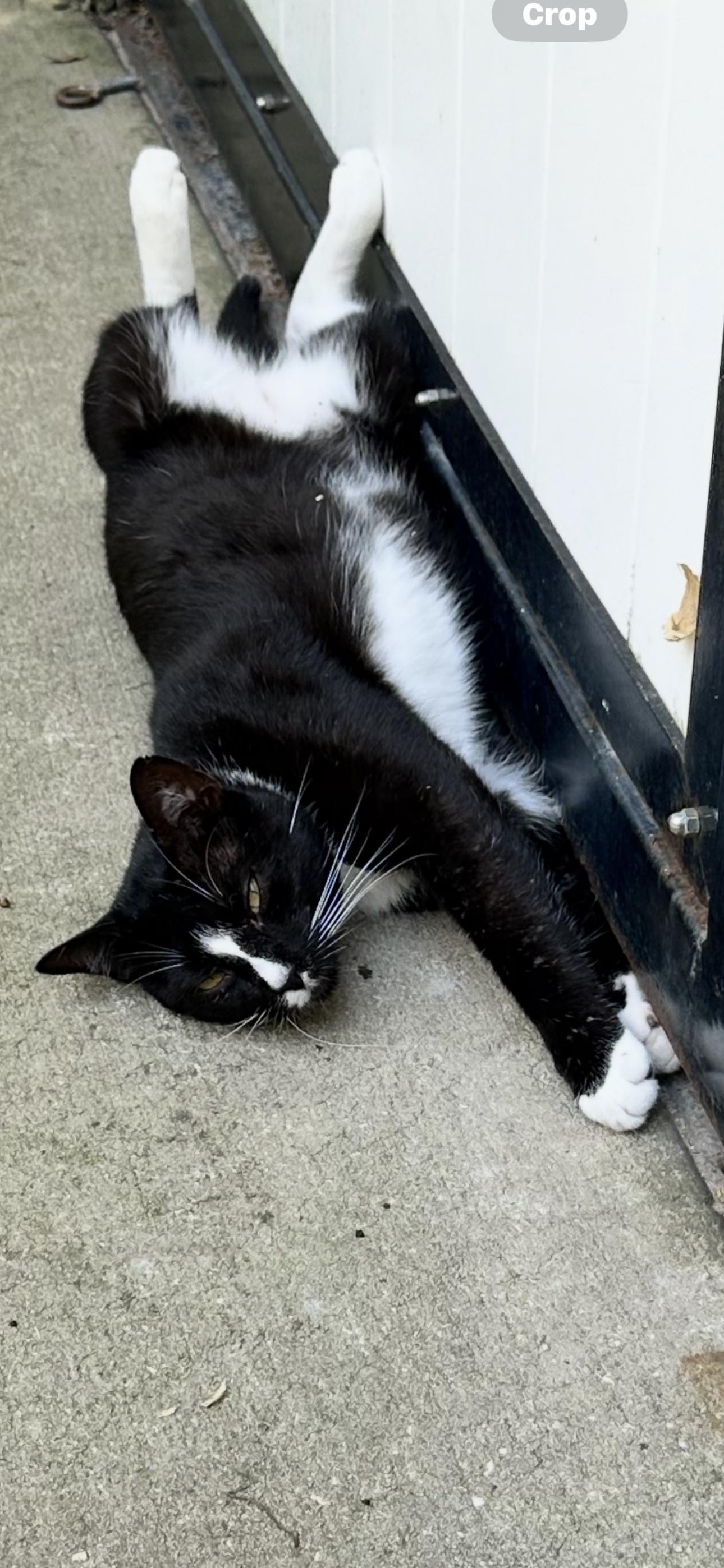 Enlarge Sawyer, an adopted American Shorthair in Ocala, FL image 1/1