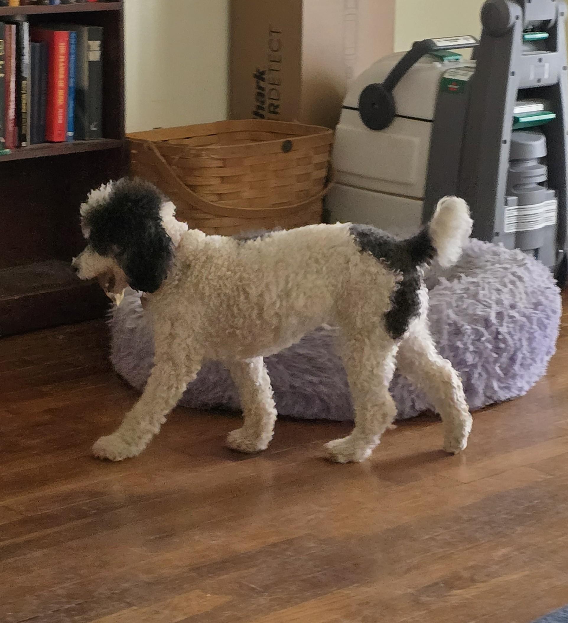 Mary Lou, Adopted, Adult Female Poodle.