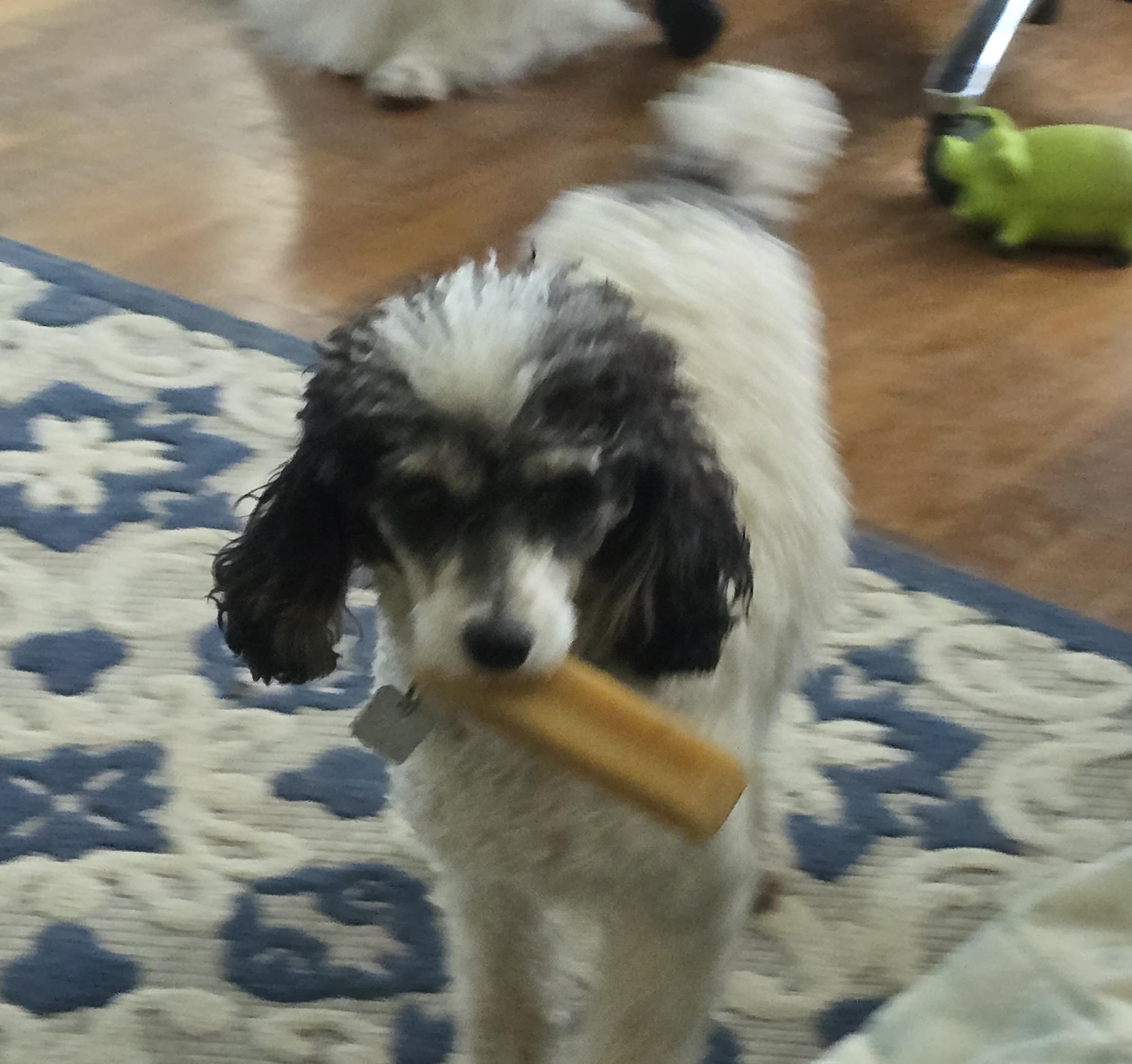 Enlarge Mary Lou, a Adopted Poodle in Lansing, MI image 2/3