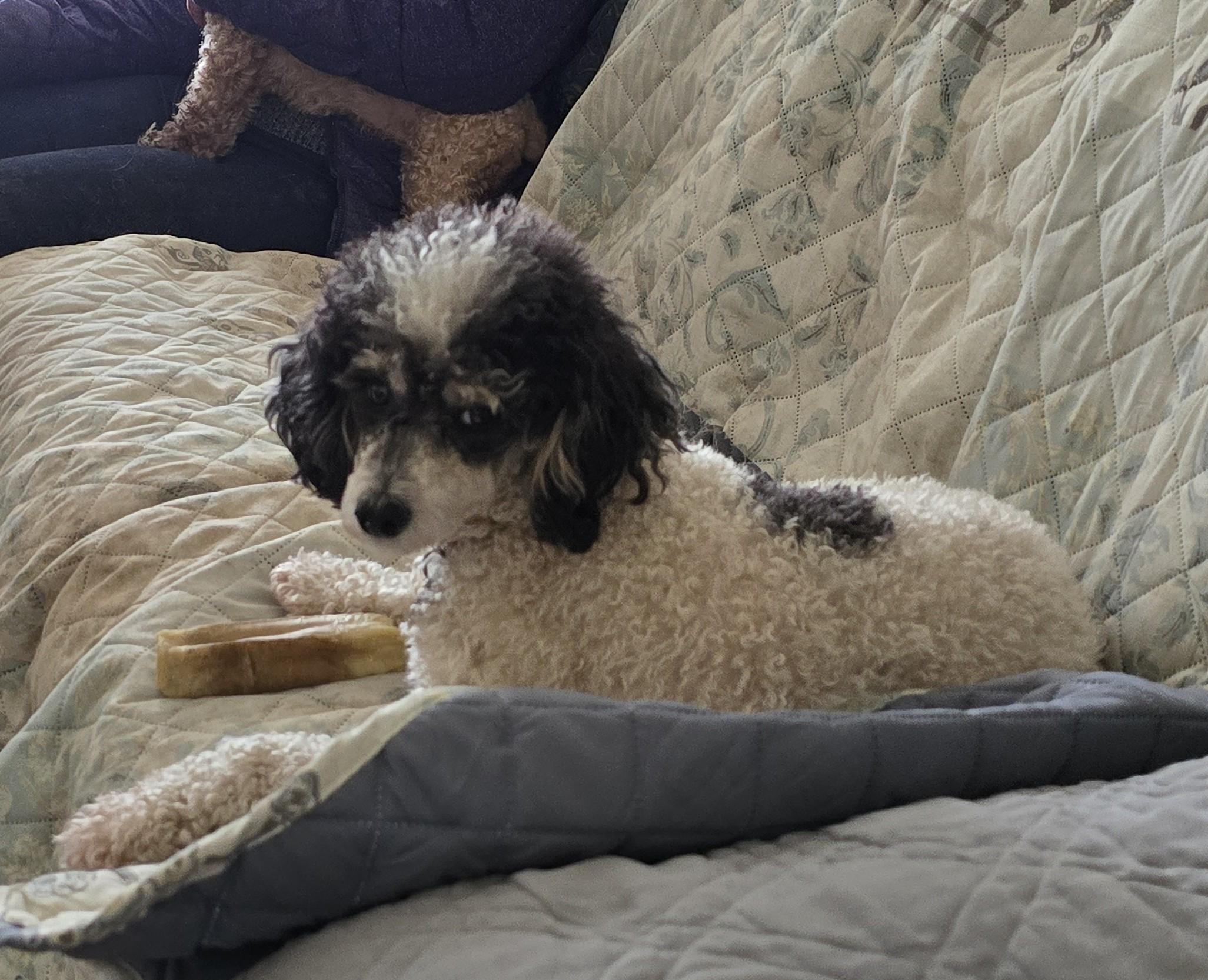 Enlarge Mary Lou, a Adopted Poodle in Lansing, MI image 3/3