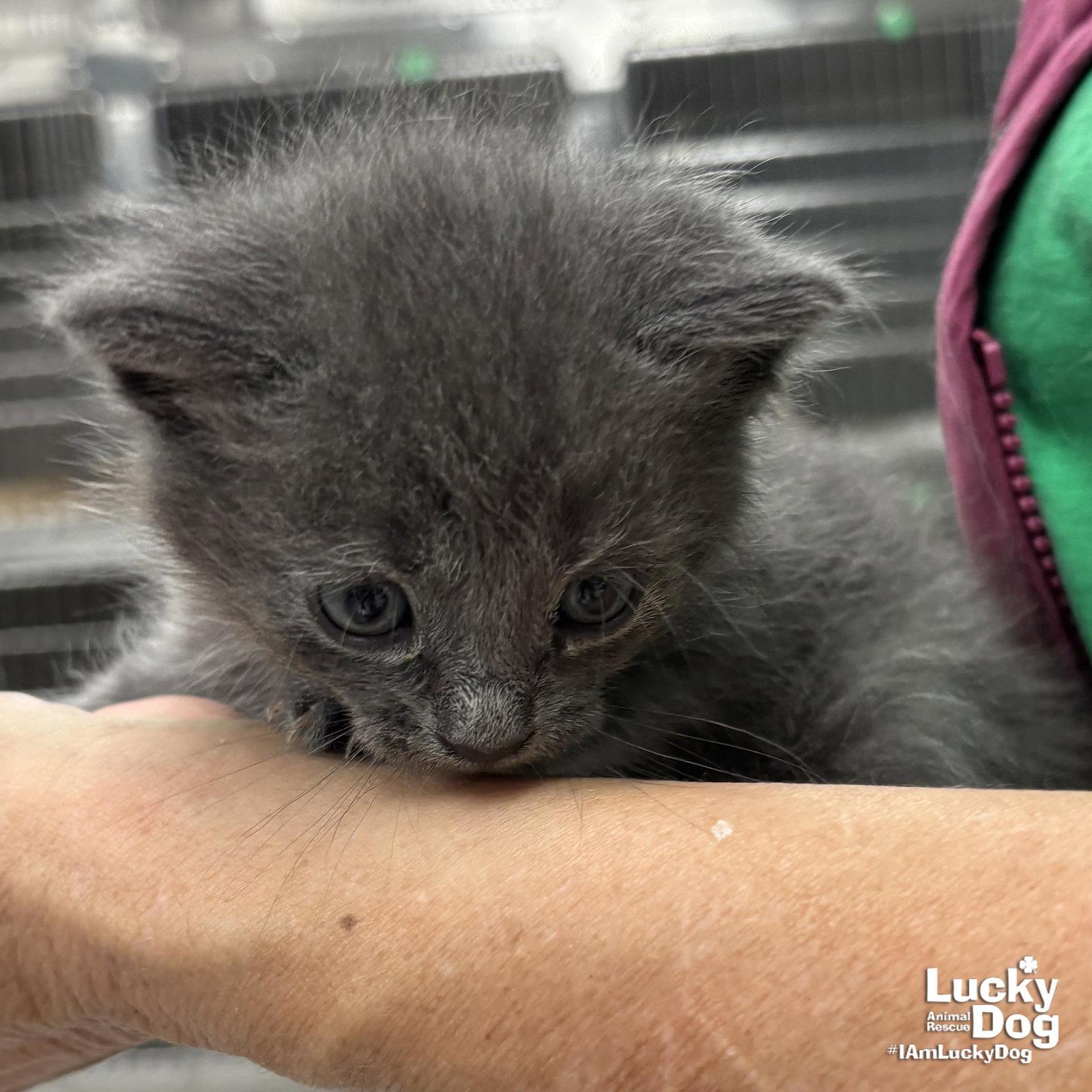 Kally, Adopted, Kitten Female Domestic Short Hair.