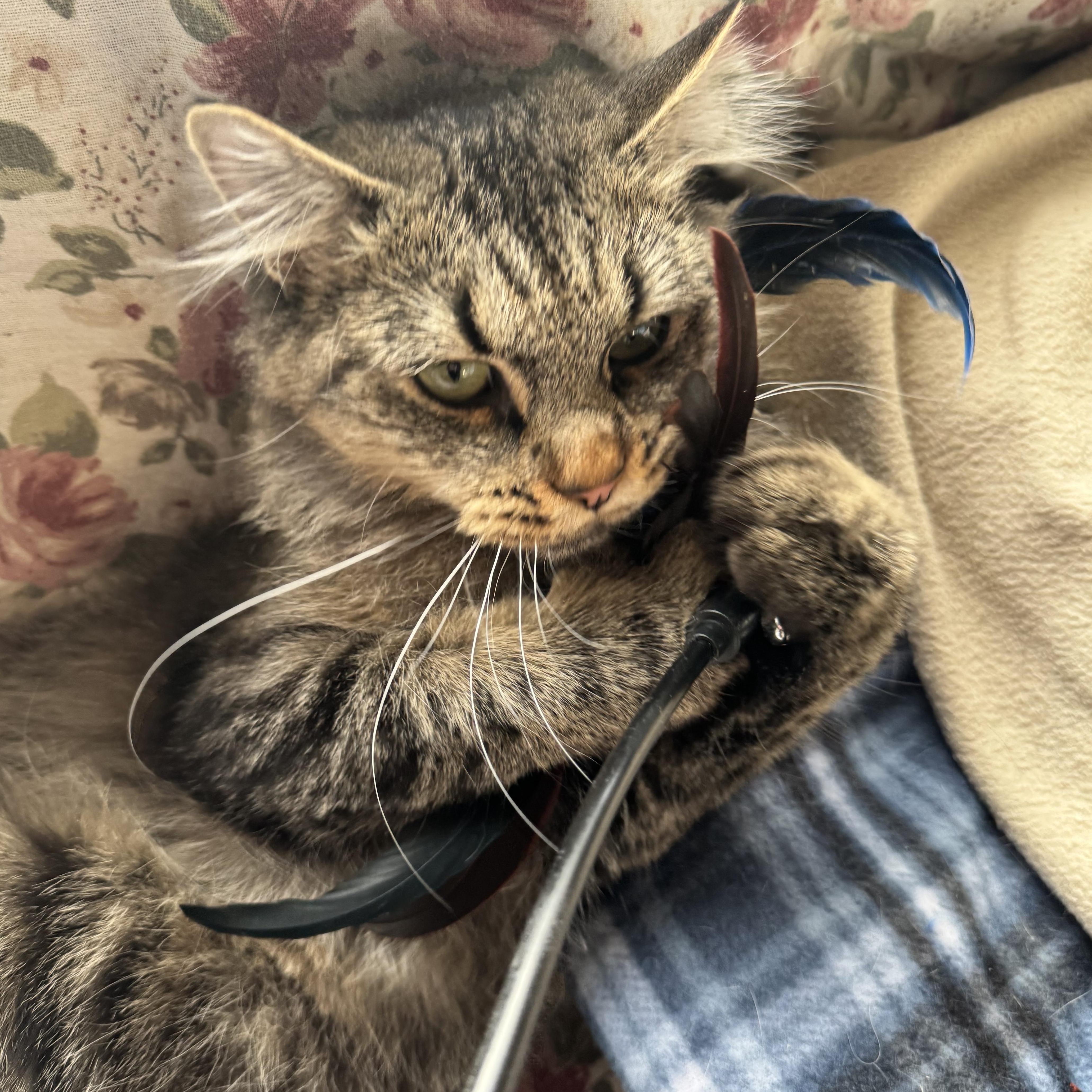 Cremini, a Adoptable Domestic Long Hair in Midvale, UT image 1/4