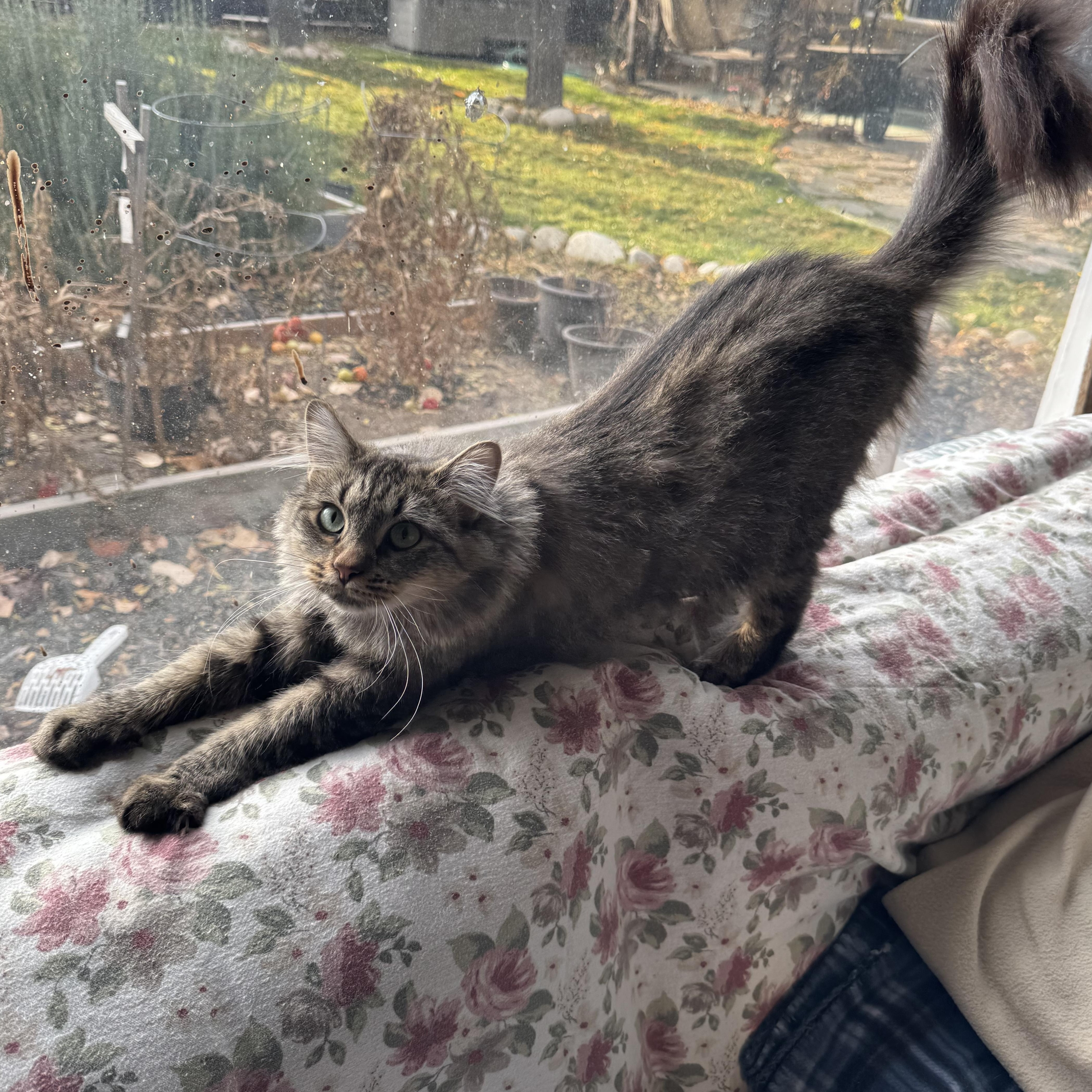 Cremini, a Adoptable Domestic Long Hair in Midvale, UT image 4/4