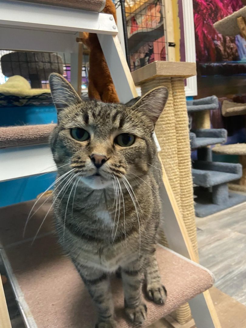 Audrey, an adoptable Domestic Short Hair in Chicago, IL, 60640 | Photo Image 1