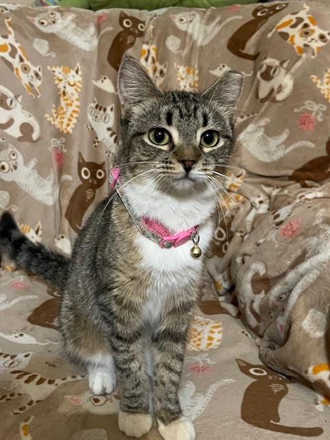 Enlarge Jade, a Adoptable Domestic Short Hair in san antonio, TX image 1/2