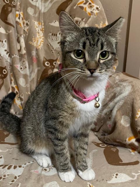 Enlarge Jade, a Adoptable Domestic Short Hair in san antonio, TX image 2/2