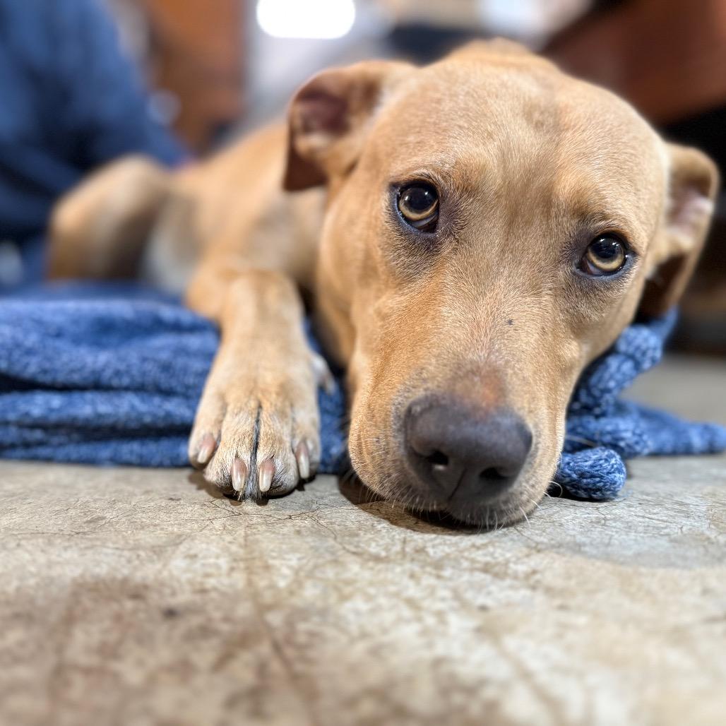 Enlarge Luca, a Adoptable Yellow Labrador Retriever in Huntsville, AL image 1/3