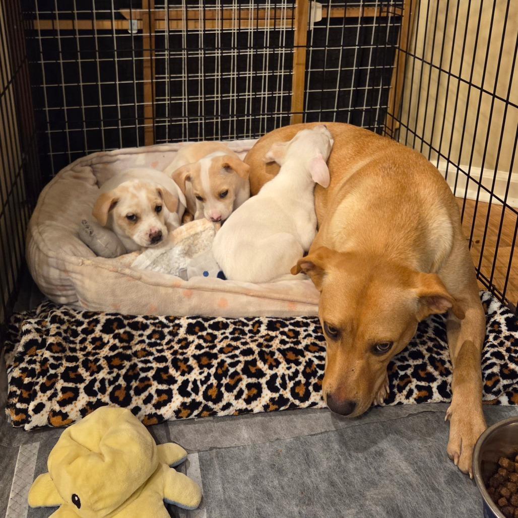 Enlarge Luca, a Adoptable Yellow Labrador Retriever in Huntsville, AL image 2/3