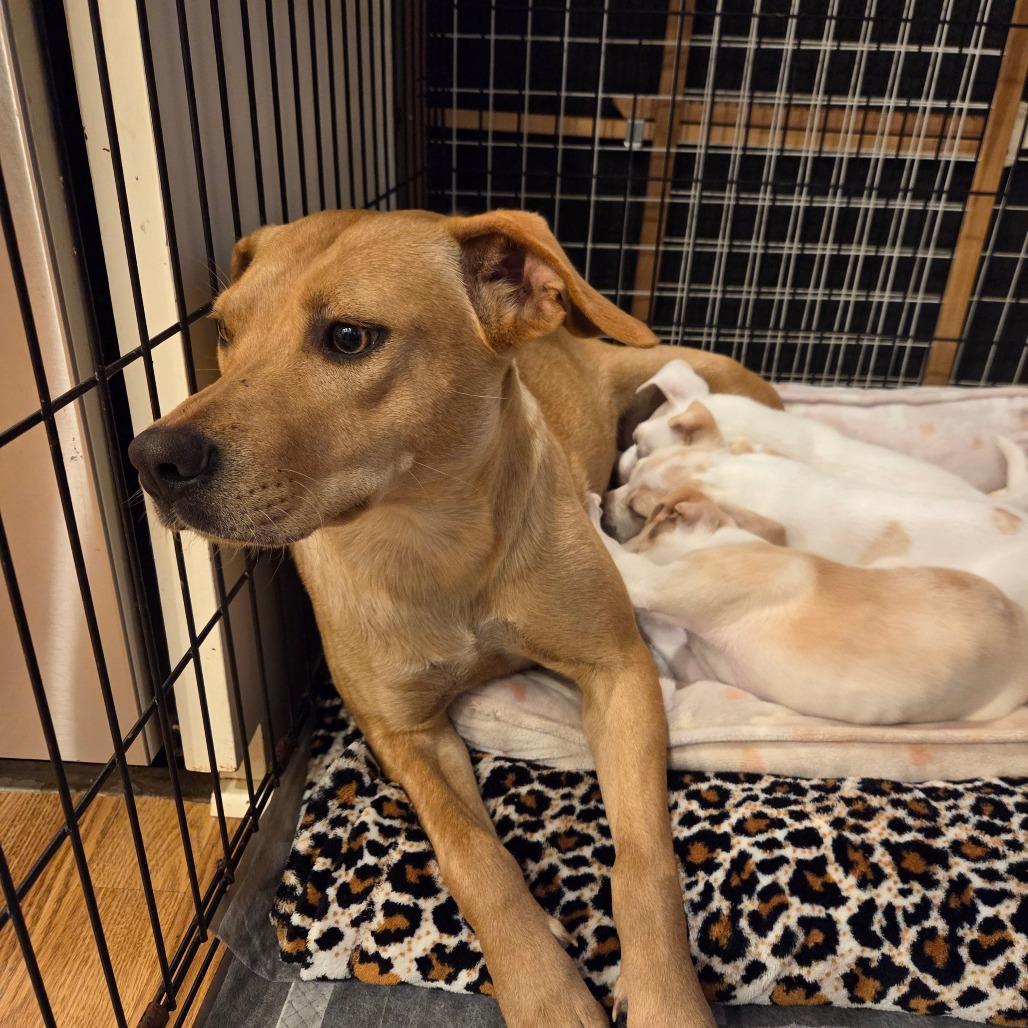 Enlarge Luca, a Adoptable Yellow Labrador Retriever in Huntsville, AL image 3/3