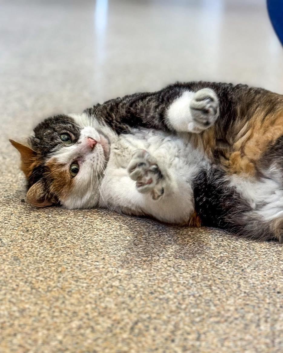 Enlarge Fasso, a Adoptable Manx in Fremont, MI image 3/5