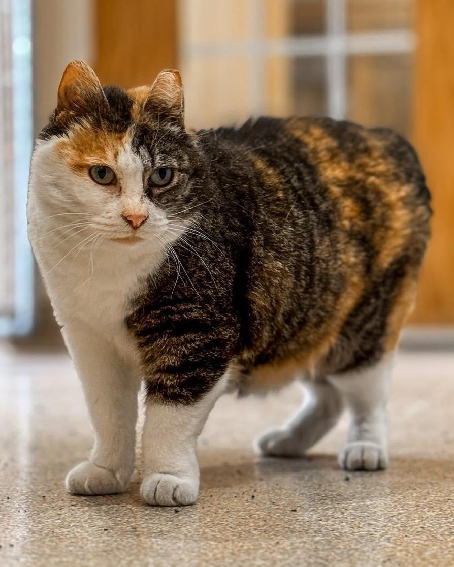 Enlarge Fasso, a Adoptable Manx in Fremont, MI image 1/5