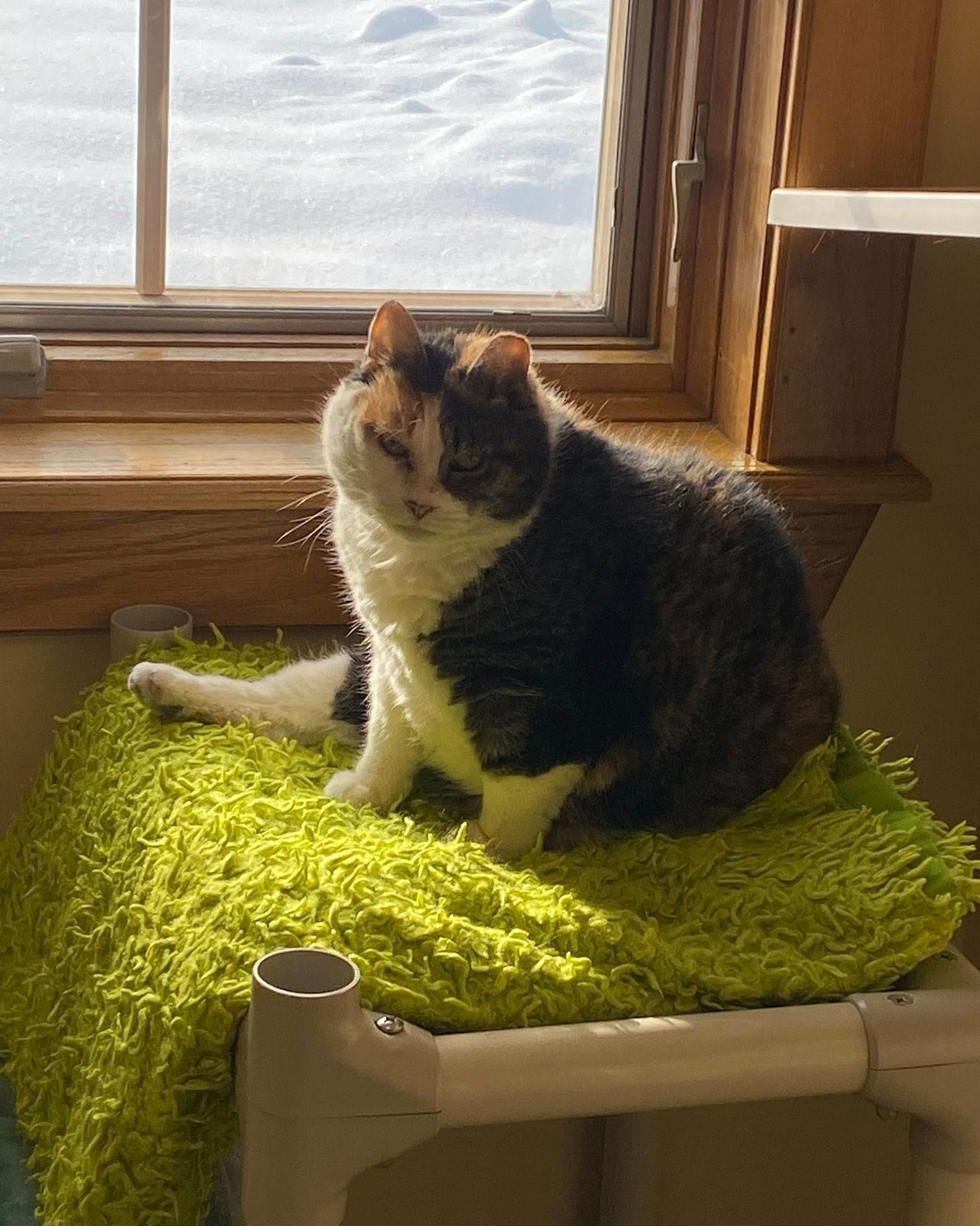 Enlarge Fasso, a Adoptable Manx in Fremont, MI image 5/5