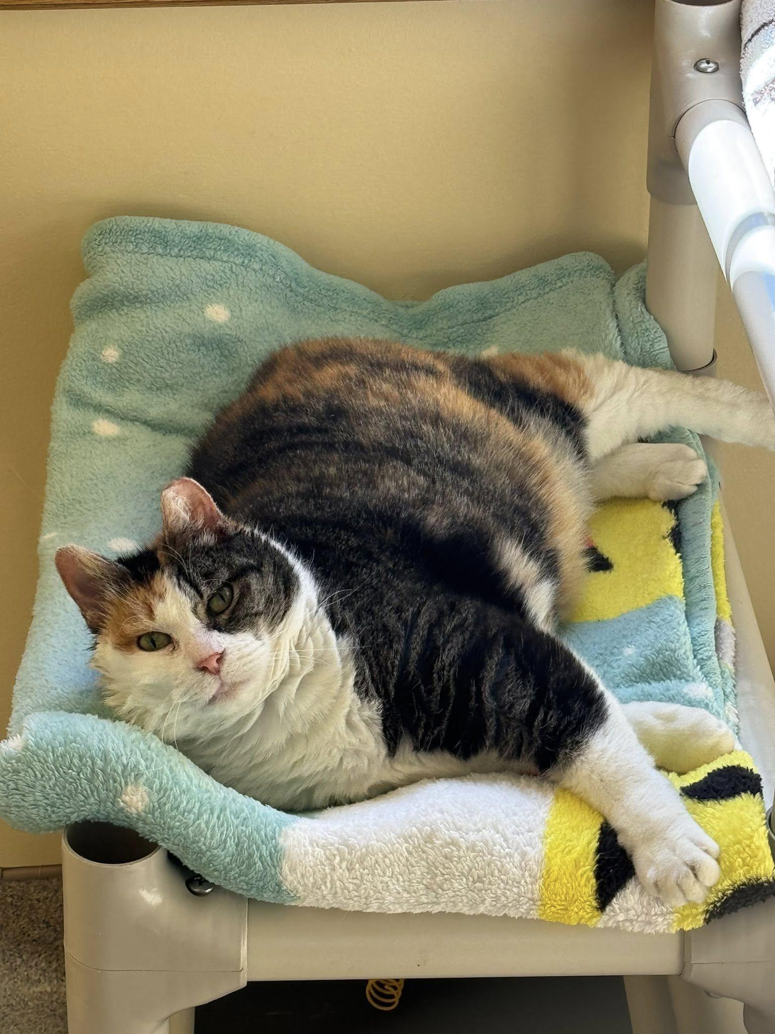 Fasso, Adoptable, Senior Female Manx.