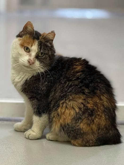 Enlarge Fasso, a Adoptable Manx in Fremont, MI image 4/5