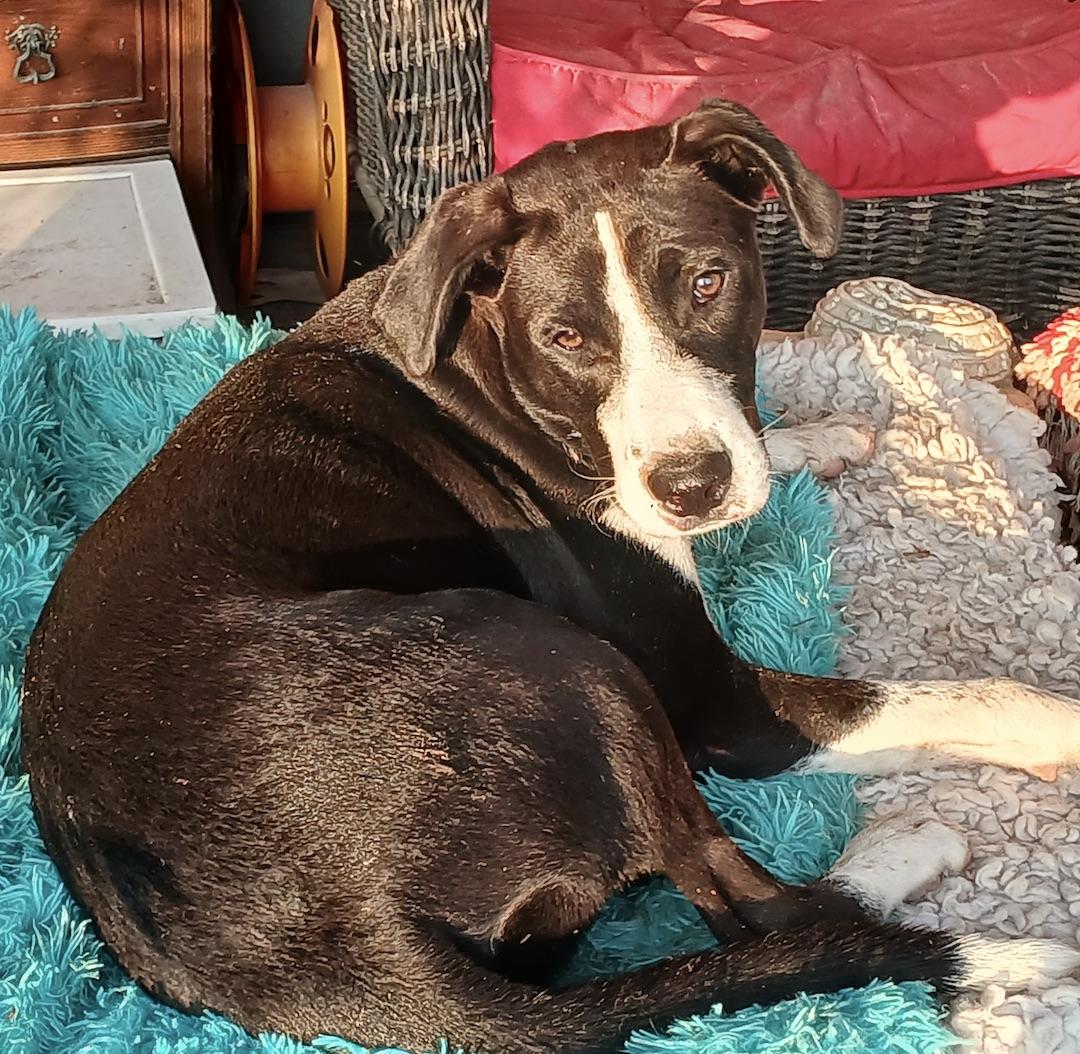 Enlarge Juan Carlos, a Adoptable mixed breed in Tacoma, WA image 2/6