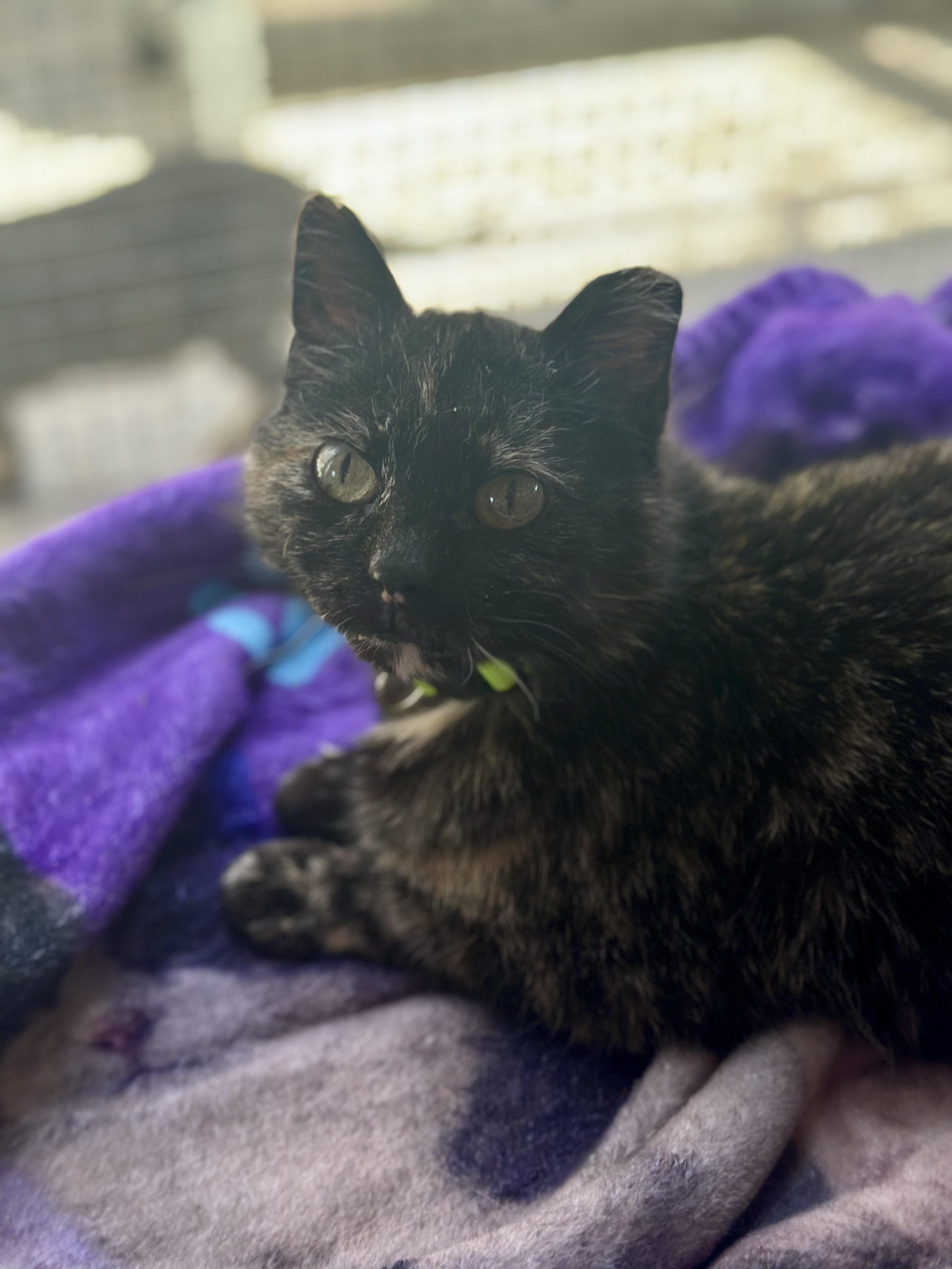 Enlarge Kokomo, a ADOPTABLE Domestic Short Hair in Faribault, MN image 3/5