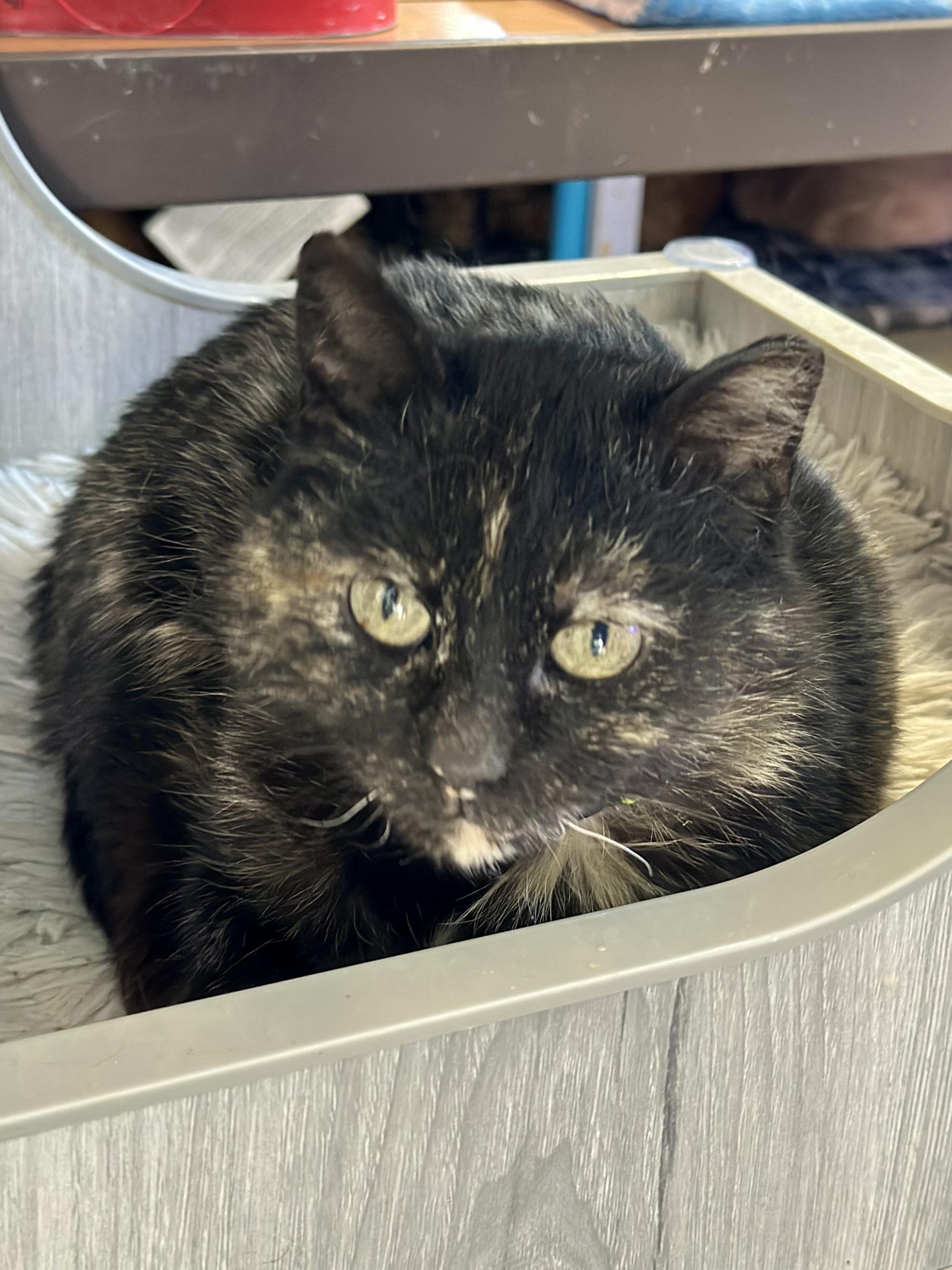 Enlarge Kokomo, a ADOPTABLE Domestic Short Hair in Faribault, MN image 1/5
