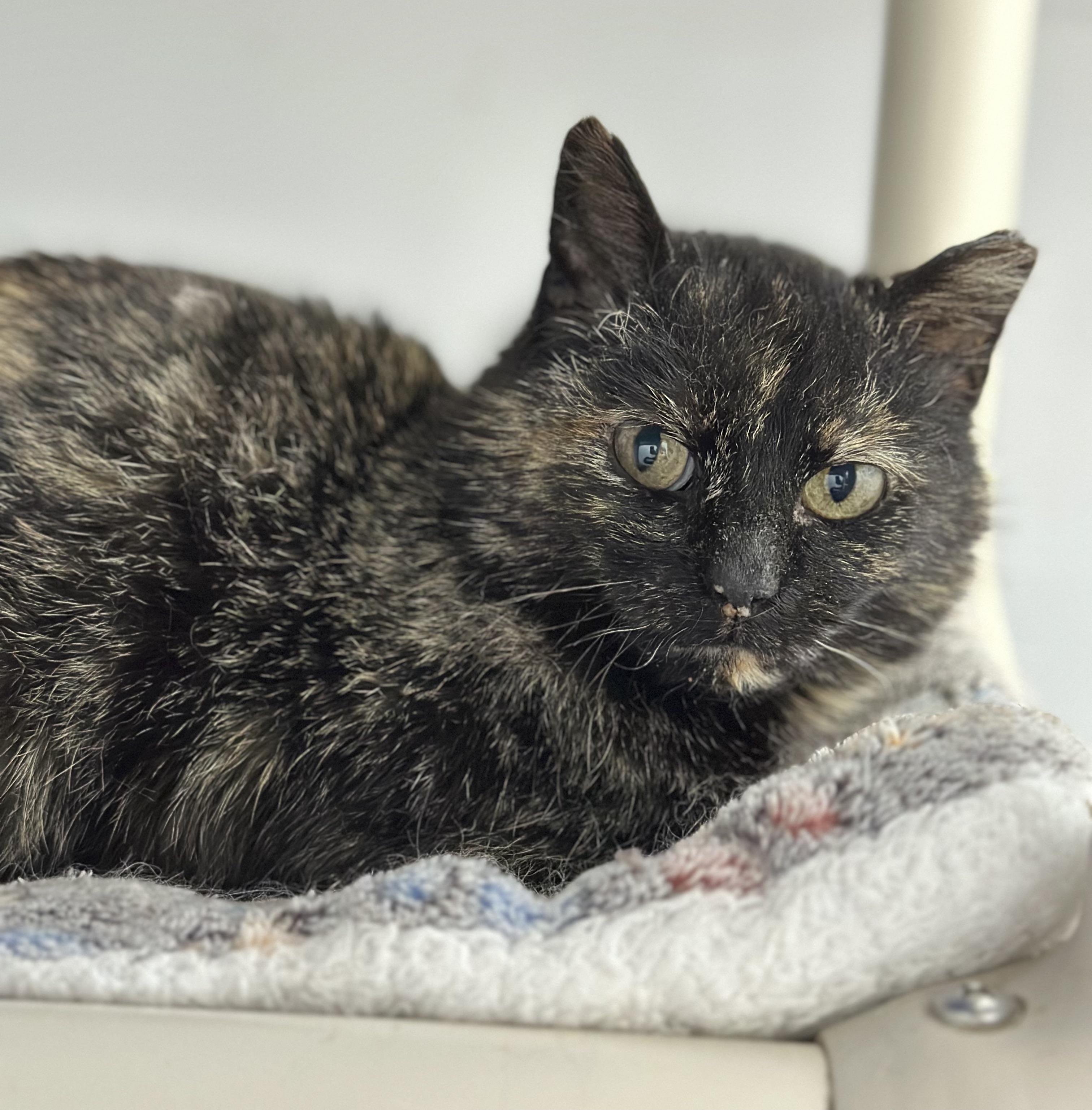 Enlarge Kokomo, a ADOPTABLE Domestic Short Hair in Faribault, MN image 2/5