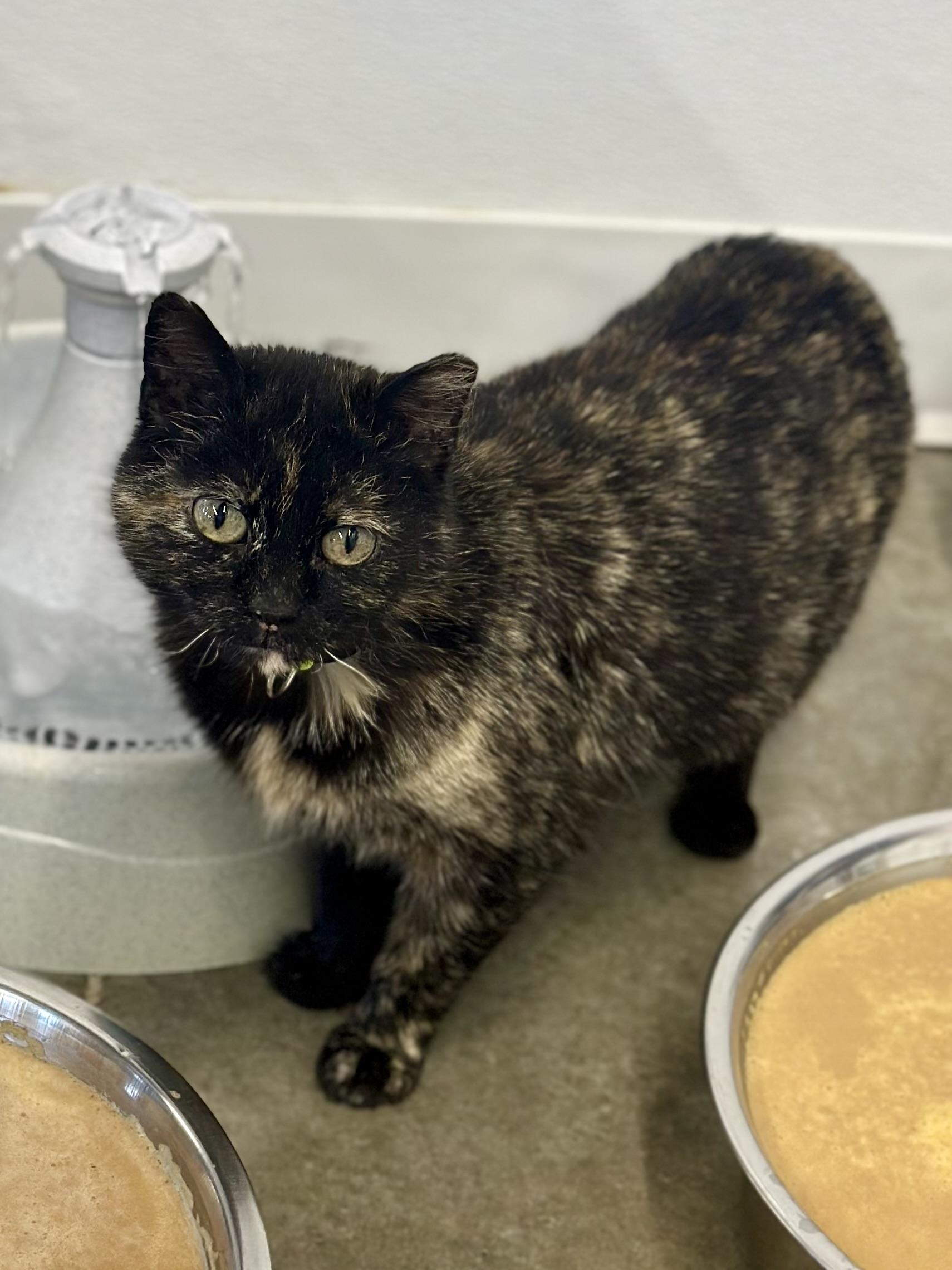 Enlarge Kokomo, a ADOPTABLE Domestic Short Hair in Faribault, MN image 5/5