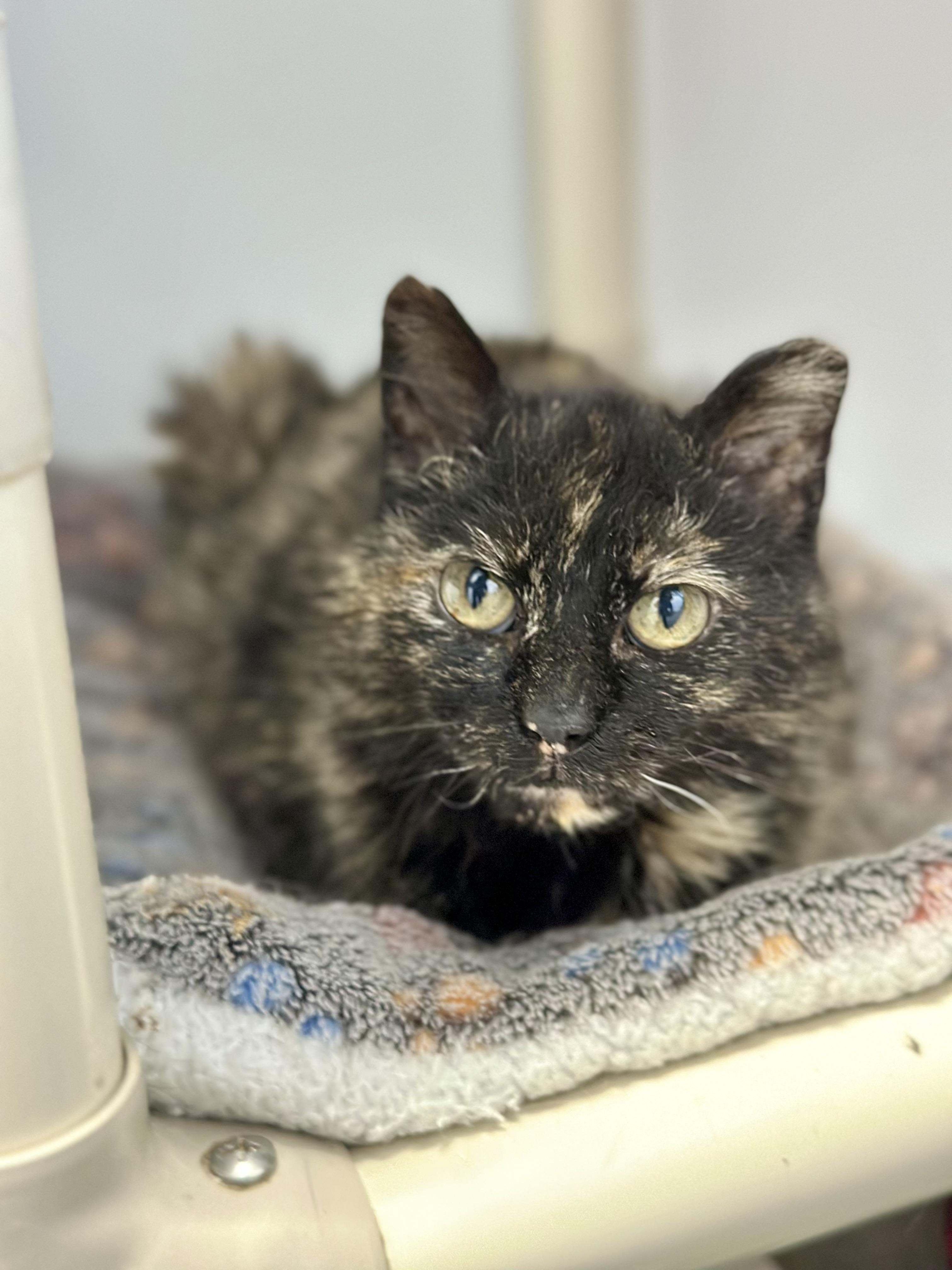 Enlarge Kokomo, a ADOPTABLE Domestic Short Hair in Faribault, MN image 4/5