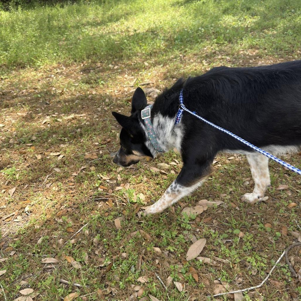 Lexi, Adoptable, Adult Female Australian Cattle Dog / Blue Heeler & Australian Shepherd.