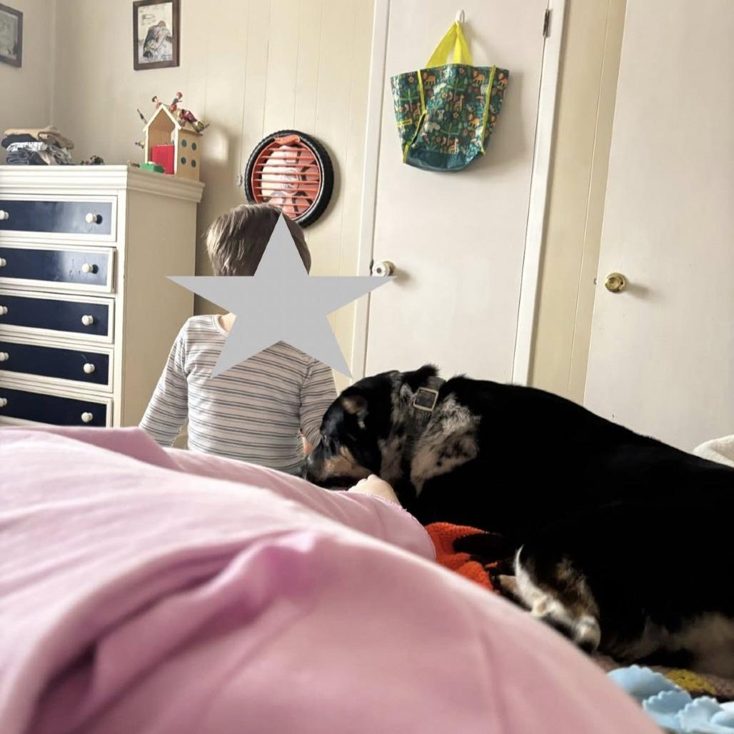 Enlarge Lexi, a Adoptable mixed breed in Enterprise, AL image 2/5