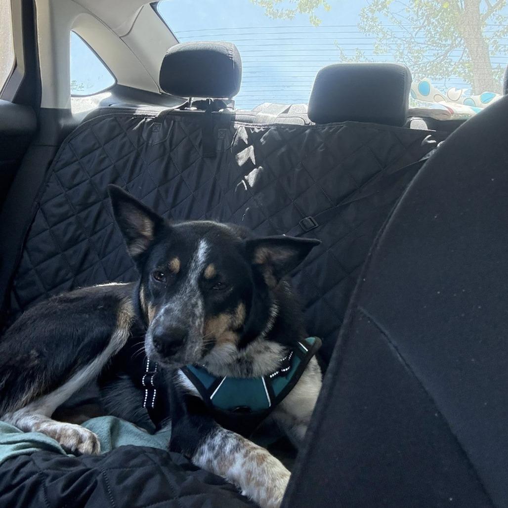 Enlarge Lexi, a Adoptable mixed breed in Enterprise, AL image 3/5