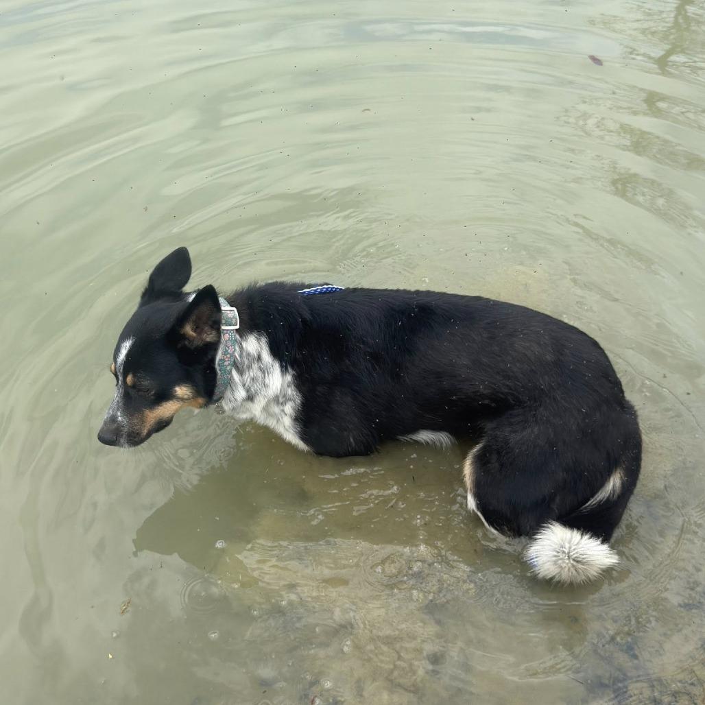 Enlarge Lexi, a Adoptable mixed breed in Enterprise, AL image 4/5