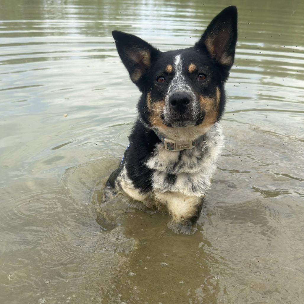 Enlarge Lexi, a Adoptable mixed breed in Enterprise, AL image 5/5