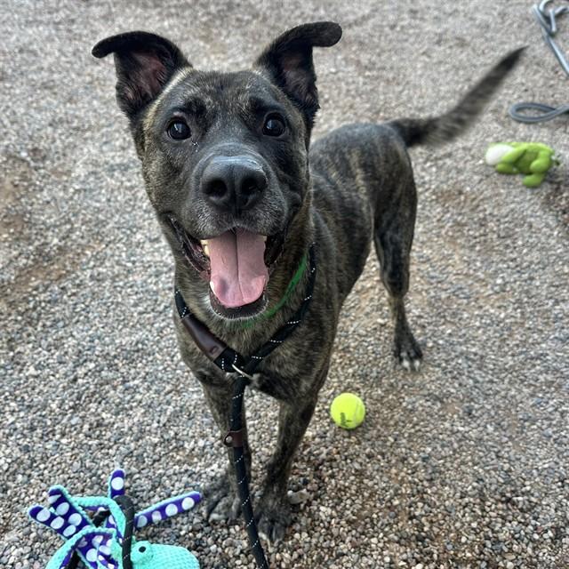 SWIRL, Adoptable, Adult Male Mastiff.