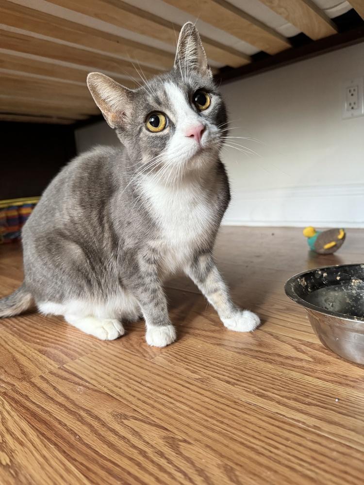 Salem — thumbnail 2