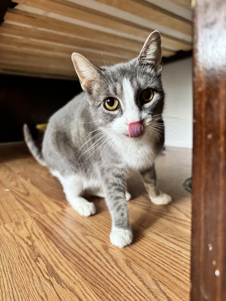 Salem — thumbnail 3