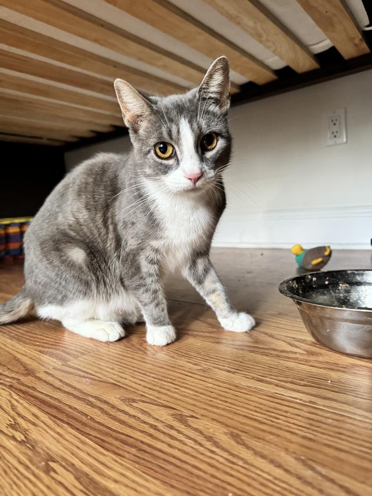 Salem — thumbnail 4